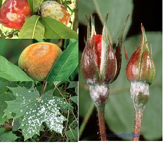 Agricultural Fungi Control
