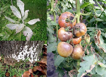 Agricultural Plant Diseases