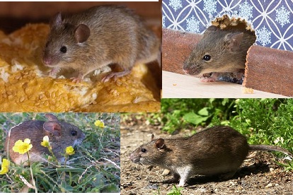 Rodent Control